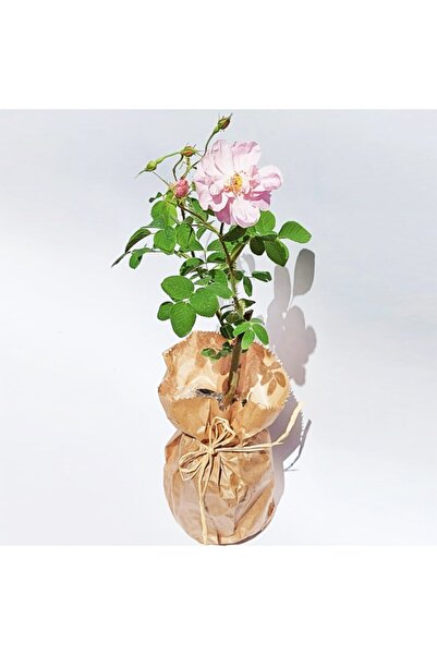 Genel Markalar Gül Fidanı Gül Fidesi Isparta Gülü Fidanı Isparta Gülü Fidesi