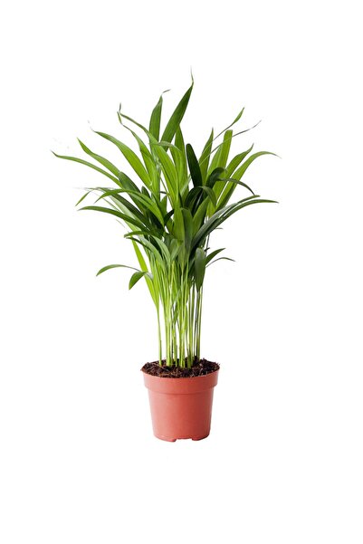 Cemre Garden Dypsis Lutescens Areca Palm - Areka Palmiyesi - Ev Ofis Salon Iç Mekan Bitkisi - 80-90 Cm