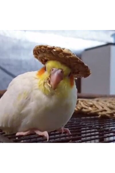 AKTEZ-EL Bird Hat Accessory - Cute Pet Comfortable Straw Fedora Hat Three (3) Pieces