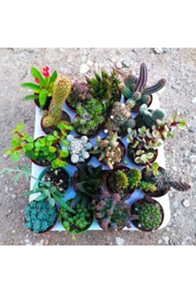 BENİM FİDANIM Harika Kaktüs Sukulent 20'li Mix Set