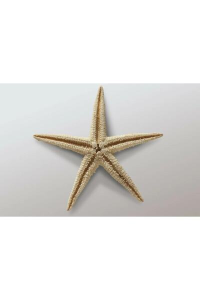 Aker Hediyelik Kurutulmuş Deniz Yıldızı 1 Adet 4x8cm Doğal Deniz Yıldızları E...