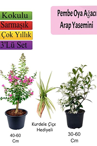 Bitkim Sende Pembe Oya Ağacı+ Arap Yasemini + Kurdele Çiçeği Hediyeli