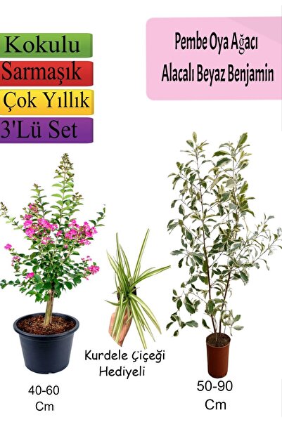 Bitkim Sende Pembe Oya Ağacı+ Alacalı Beyaz Benjamin+ Kurdele Hediyeli