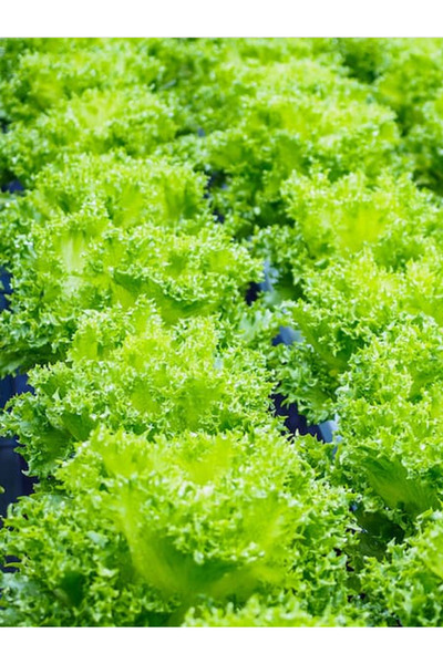 aktarloji +100 Adet Yazlık Kıvırcık Marul Tohumu