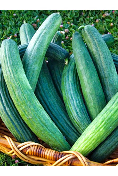 aktarloji +20 Adet Yeşil Acur Tohumu