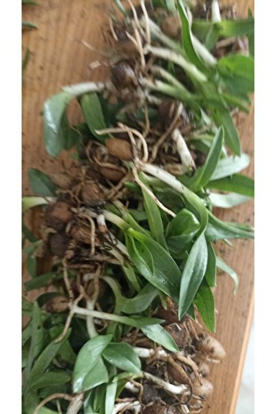 ZEYSEN TROPİKAL Salep Fidesi, Tohumu, Yıkanmamış, Dikime Hazır (10 ADET)