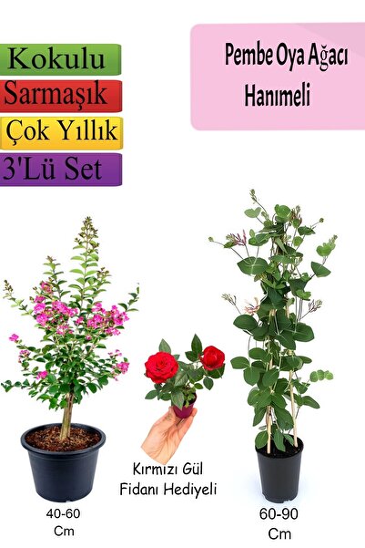 Bitkim Sende Çok Avantajlı Pembe Oya Ağacı+ Kırmızı Begonvil+ Pembe GÜL Fidan...