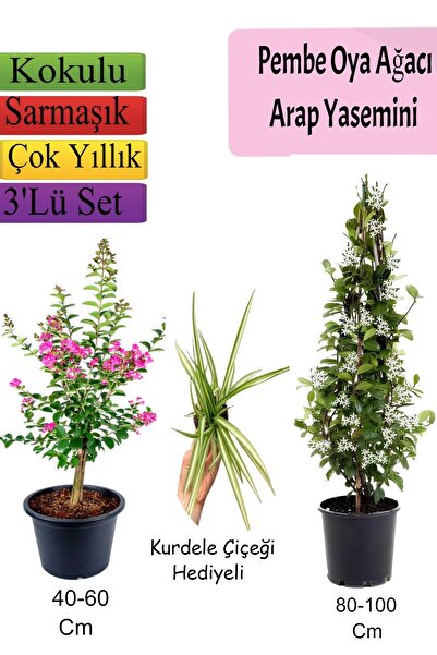 Bitkim Sende Pembe Oya Ağacı+ Arap Yasemini + Kurdele Çiçeği Hediyeli