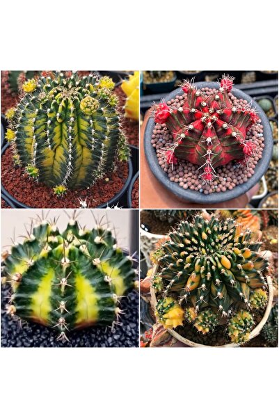 TULIN Gymnocalycium Variegata “A9 - Rose Gem/Aurora Crıstata/Chubby” Özel Tür...