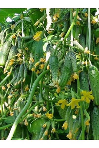 aktarloji +100 Adet Turşuluk Salatalık Tohumu