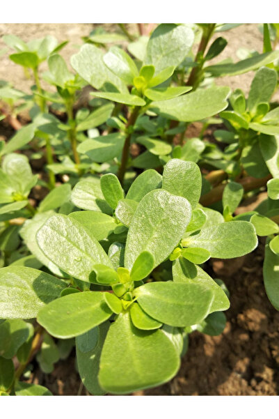 aktarloji +20 Adet Semizotu Tohumu