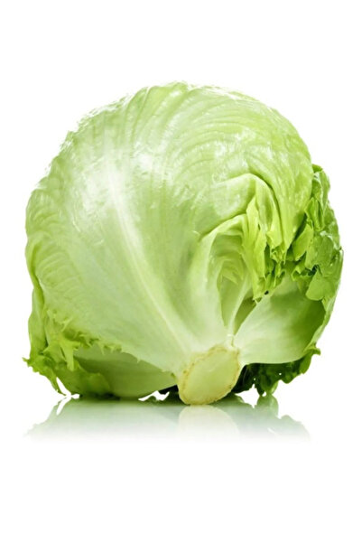 aktarloji +20 Adet İceberg Göbek Marul Tohumu