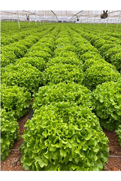 aktarloji +20 Adet İri Kıvırcık Marul Tohumu