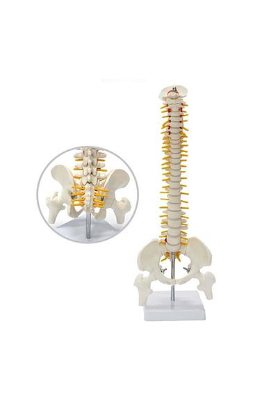 FizyoTedarik 45 cm Femur Jointed Full Length Spine Skeleton Model 22