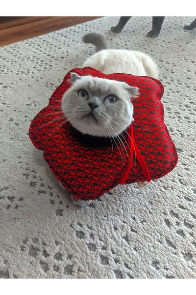 UTDpet Redd Patterned Cat and Dog Elizabeth Protective Collar