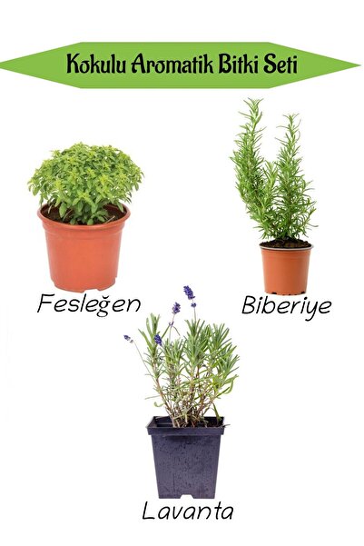 Bitkim Sende Aromatik KOKULU Mutfak Seti Fesleğen Fidesi+Biberiye Fidanı+Lava...