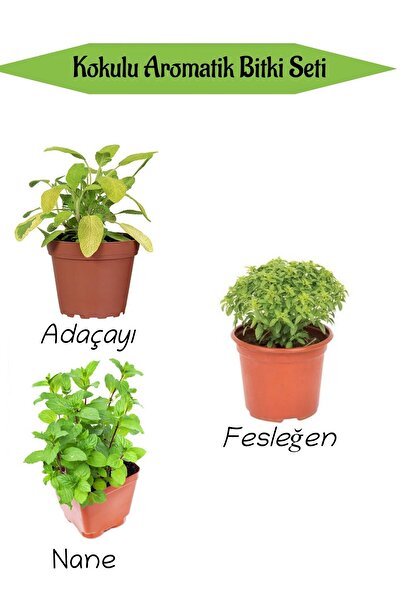 Bitkim Sende Aromatik KOKULU Mutfak Seti Adaçayı+ Fesleğen+Nane Fidesi 3 ADET