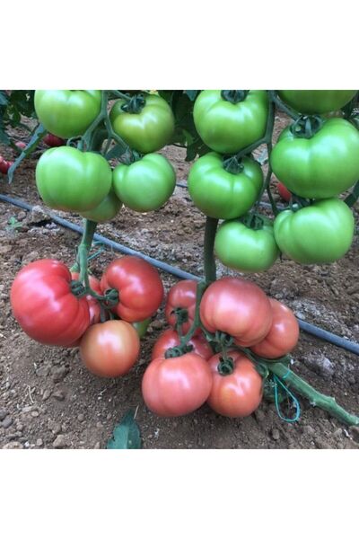 Bilgarden Etli Sazak Dev  Kokulu Sırık Beef Domates Fidesi (5 adet)