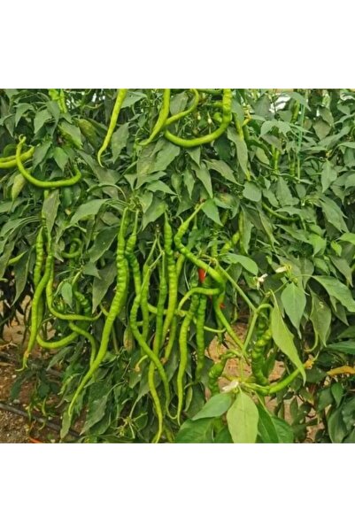 Bilgarden Yüksek Verimli Fişek Tatlı Kıl Biber Fidesi (5 adet)