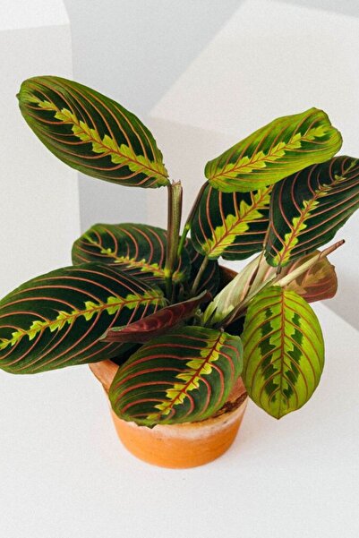 Garden Online Maranta Leuconeura Fascinator - Kalatya Maranta Dua Çiçeği Canlı Salon Bitkisi 20 - 40 cm