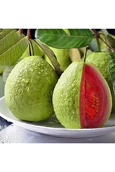 Fidan Şehri Bodur Kırmızı Guava Fidanı, Saksıda