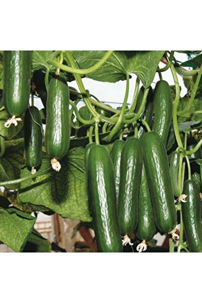 Fidan Şehri Sırık Salatalık (hıyar) Tohumu 1 Paket (50 Adet)