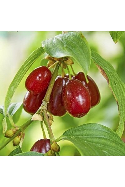 Fidan Şehri Kızılcık Fidanı Ingiliz Su Damlası Aşılı 4 Yaş, Saksıda