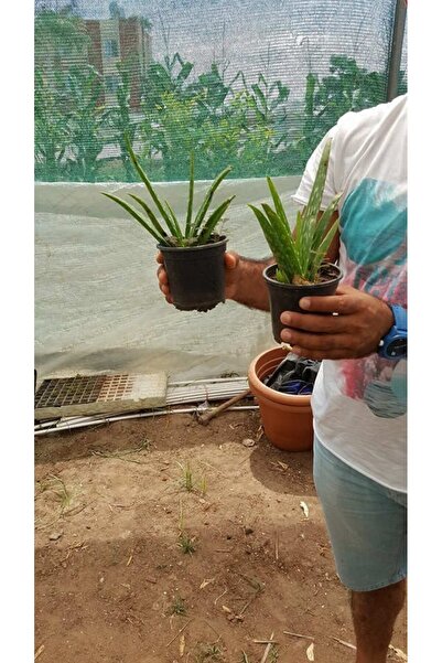 Fidan Şehri Tüketilebilir Bol Yavrulu Aloevera Bitkisi-sarı Sabır ( Büyük Boy)