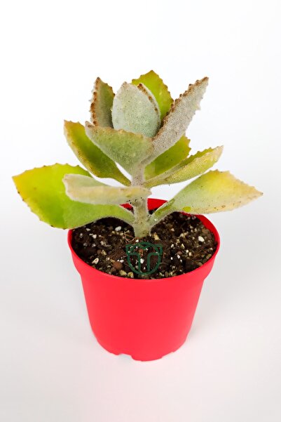Toptan Kaktüs Kalanchoe Beharensis Fang kadife yapraklı sukulent keçe bitkisi...