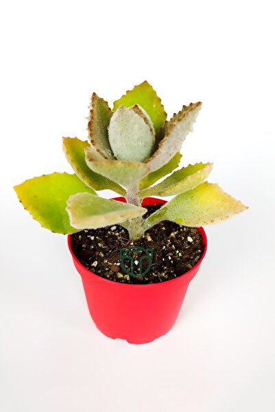 Toptan Kaktüs Kalanchoe Beharensis Fang kadife yapraklı sukulent keçe bitkisi kalanşo 8.5 cm kırmızı saksıda