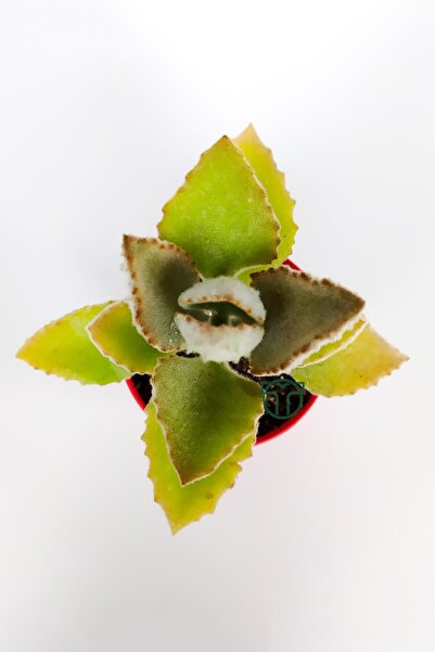 Toptan Kaktüs Kalanchoe Beharensis Fang kadife yapraklı sukulent keçe bitkisi kalanşo 8.5 cm kırmızı saksıda