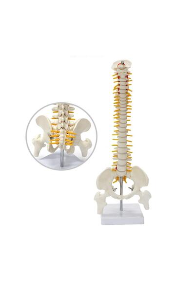 MİYANG Tam Boy Femur Eklemli Omurga Iskeleti 45 Cm (OMURİLİK VE SİNİR) Model 22