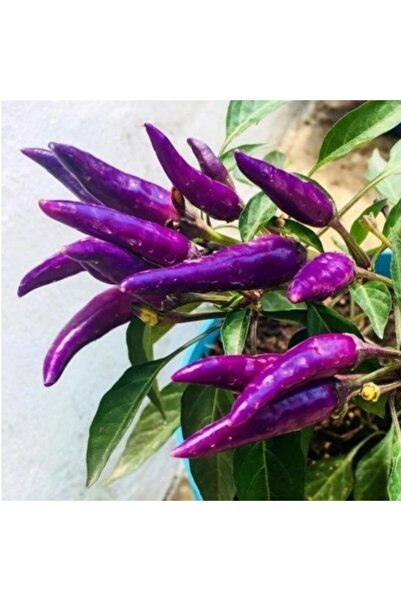 Bilgarden Mor Cin Turşuluk Sofralık Acı Biber Fidesi (5 adet)