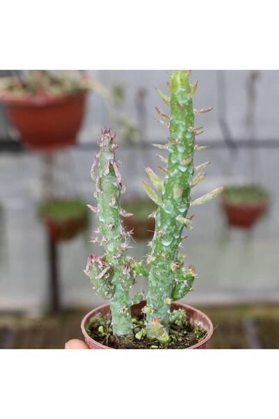 Genel Markalar Meksika Kaktüs Ithal 5.5 Cm Saksıda