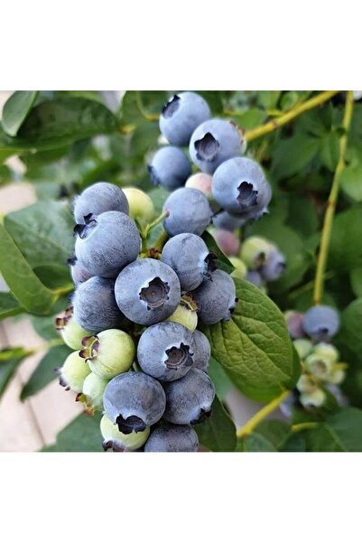 DARROW Blueberry Seedling in Fruiting Condition, Tube