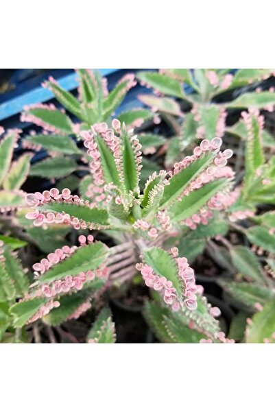 Genel Markalar Pembe Aşkıngözyaşı Çiçeği, Yetişkin Boy