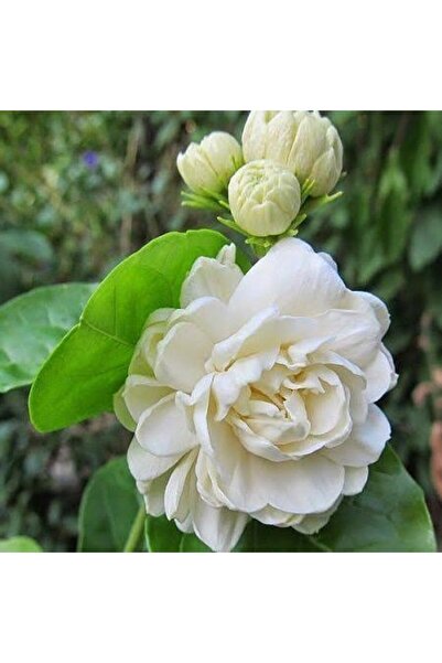 Genel Markalar Katmerli Full Çiçeği, 5.5 Cm Saksıda