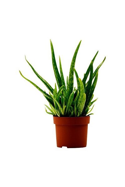 Fidan Şehri Tüketilebilir Bol Yavrulu Aloevera Bitkisi-sarı Sabır ( Büyük Boy)