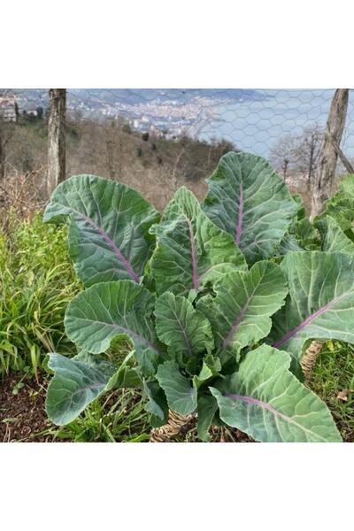 Genel Markalar Doğal Kara Lahana (Karadeniz) Tohumu (2 gram)