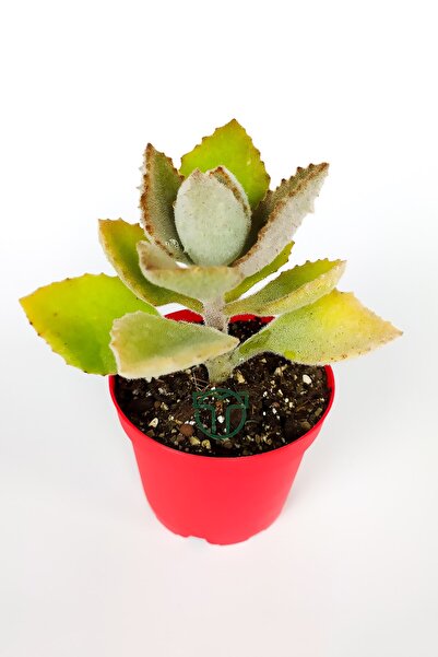 Toptan Kaktüs Kalanchoe Beharensis Fang kadife yapraklı sukulent keçe bitkisi kalanşo 8.5 cm kırmızı saksıda