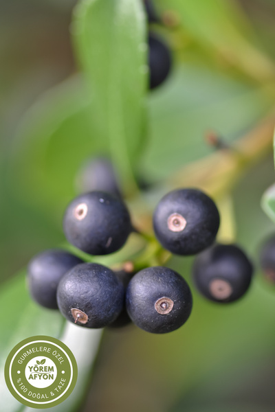 Gülçehre Yörem Afyon Meşhur Ordu Diyet Dostu Acı Çehre, Barut Ağacı, Mürdeşe, Akdiken Tohumu | 55Gr.