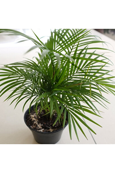 antepistachios Bambu Palmiyesi 5 Adet Tohum Yeni Sezon Tohumu