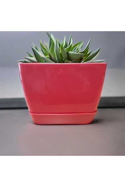 Favilla Floris Kare Tabaklı Pembe Saksı