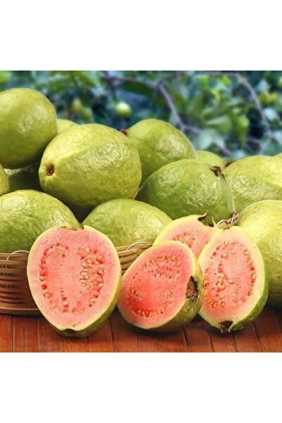 Fidan Şehri Bodur Pembe Guava Fidanı, Saksıda