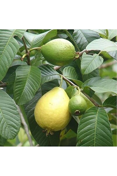 Fidan Şehri Bodur Sarı Guava Fidanı, Saksıda