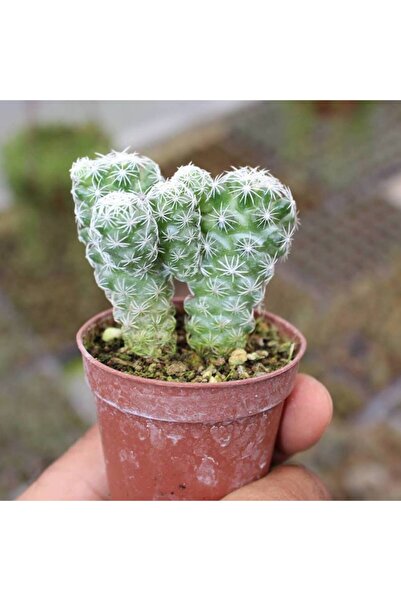 Fidan Şehri Mammillaria Gracilis Kartopu Kaktüs 5.5 Cm Saksıda