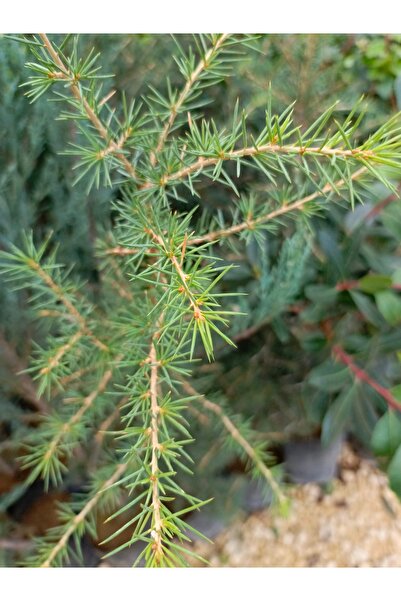 AYDOĞDU Katran sedir 40/60 cm ardıçgillerden