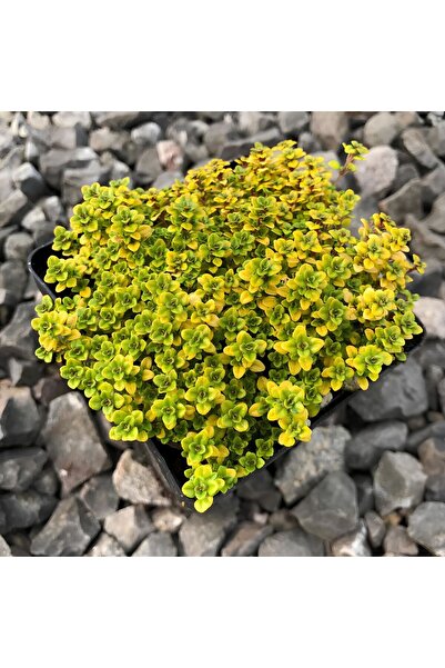 E-fidancim Yayılıcı Altın Kekik Archers Gold Aromatik Kekik Fidesi (2 Adet)