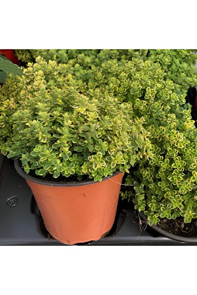 E-fidancim Yayılıcı Limon Kokulu Limone Aromatik Kekik Fidesi (2 Adet)