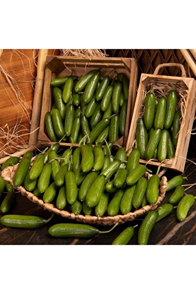 E-fidancim Çıtır Çengelköy Salatalık Fidesi 5  adet